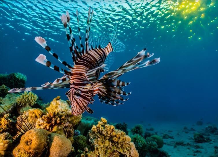Diving Center