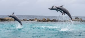 Dolphins in Curacao